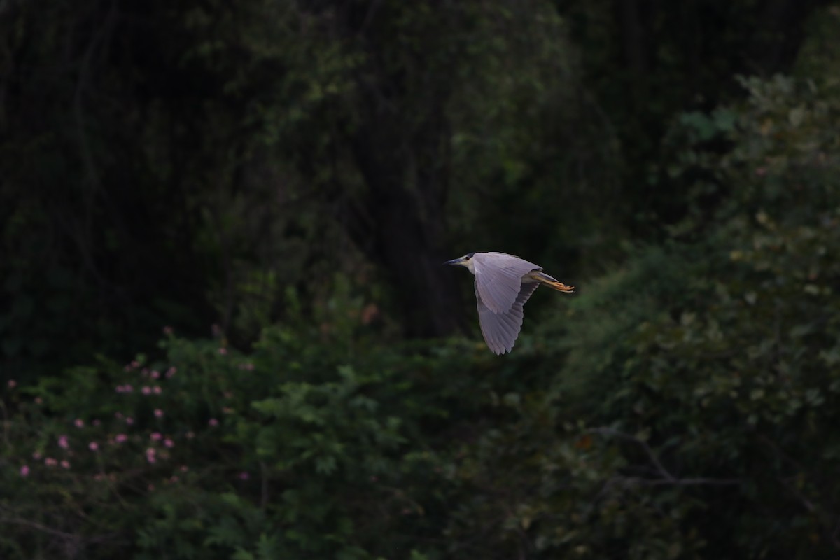 Квак звичайний - ML643076217