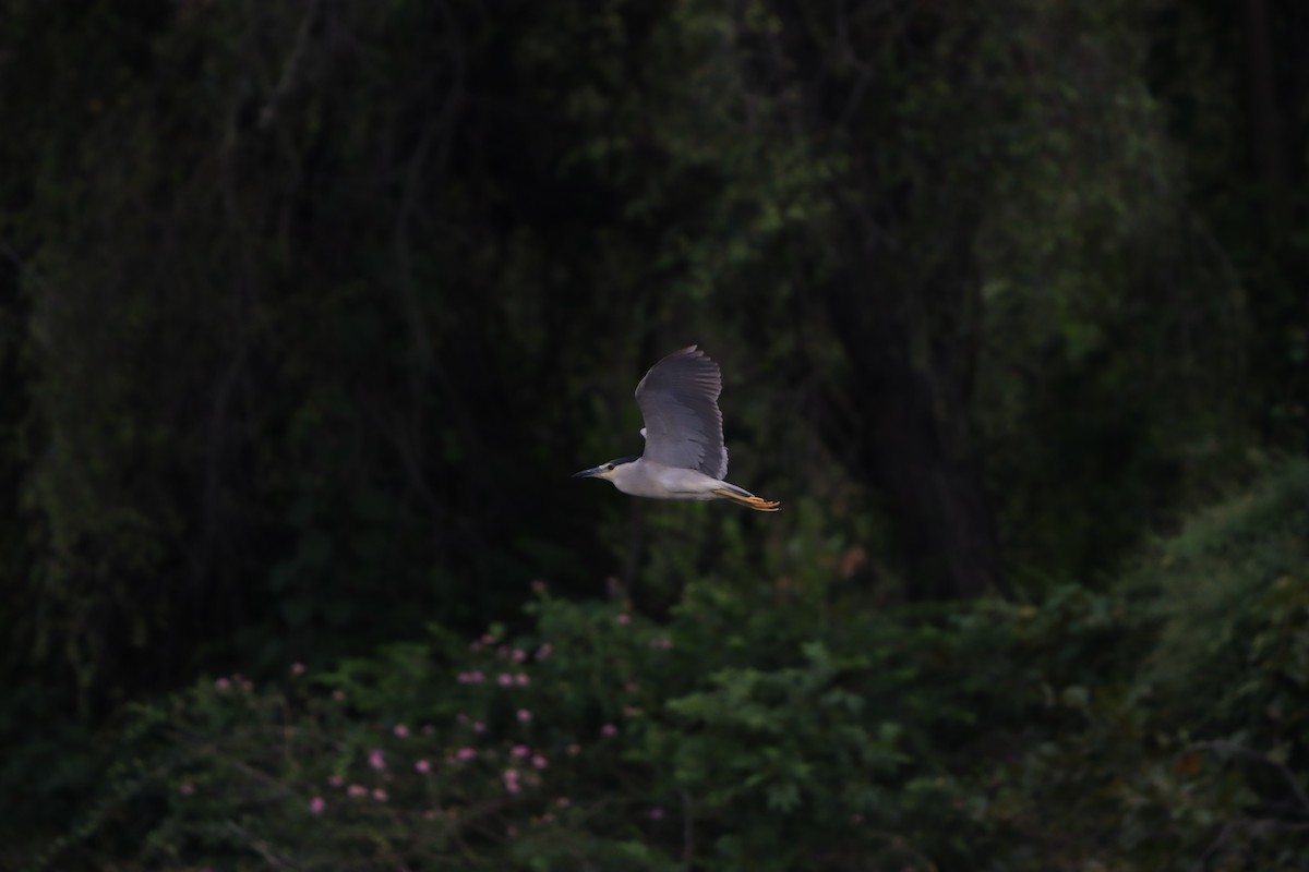 Квак звичайний - ML643076218