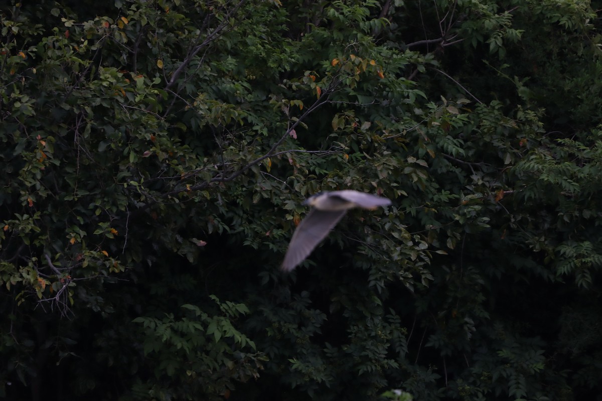 Квак звичайний - ML643076219