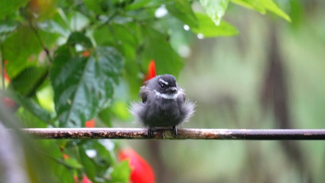 White-throated Fantail - ML643076220