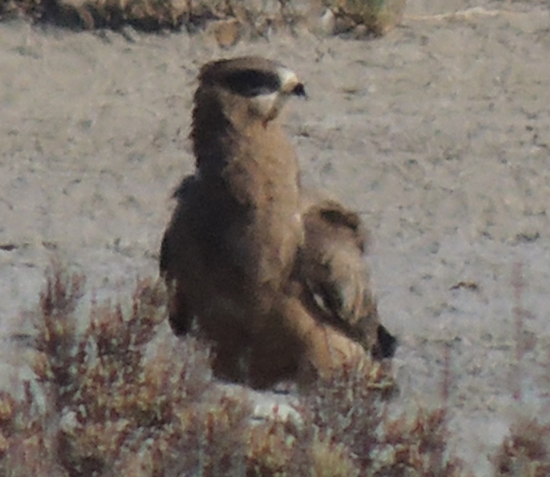 European Honey-buzzard - ML643076224