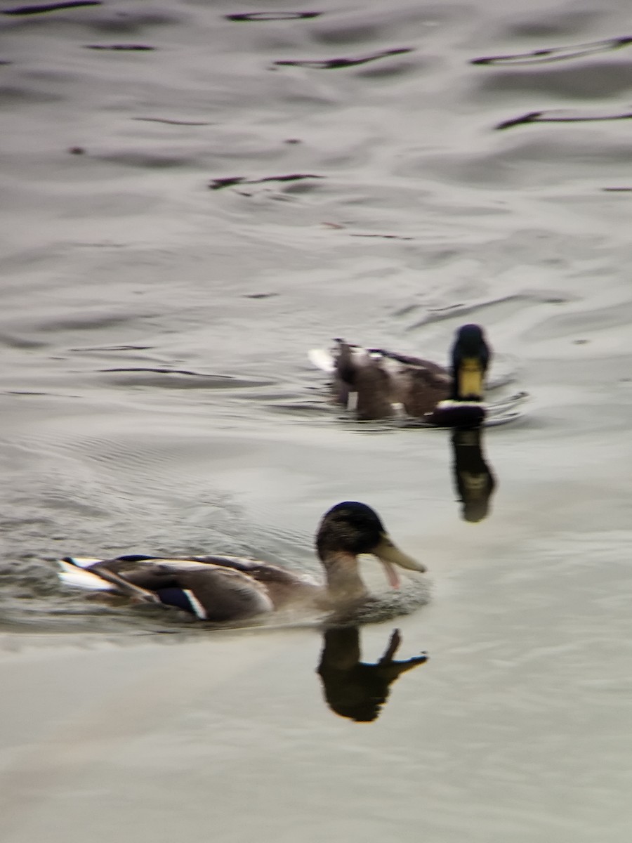 Зэрлэг нугас - ML643076231