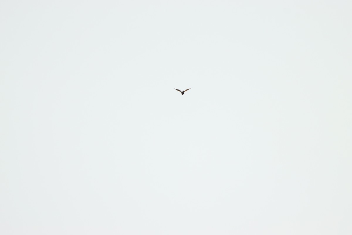 Лунь очеретяний - ML643076232