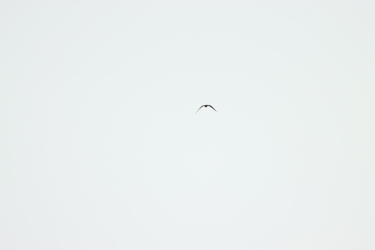 Лунь очеретяний - ML643076233