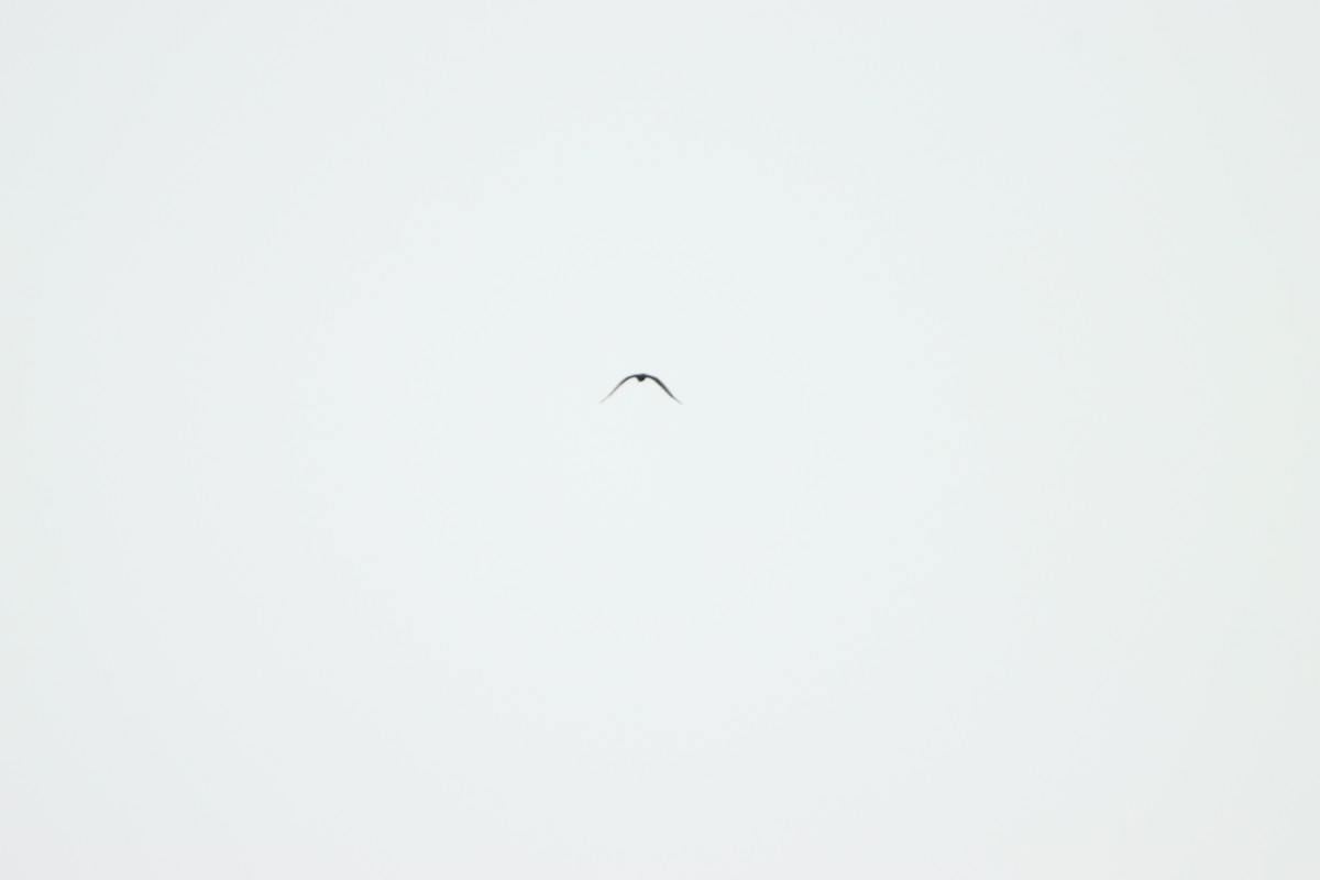 Лунь очеретяний - ML643076234