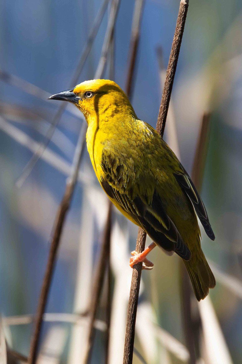 Cape Weaver - ML643076235