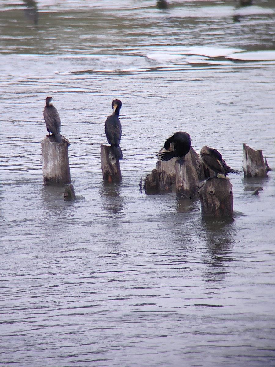 Great Cormorant (Eurasian) - ML643076236