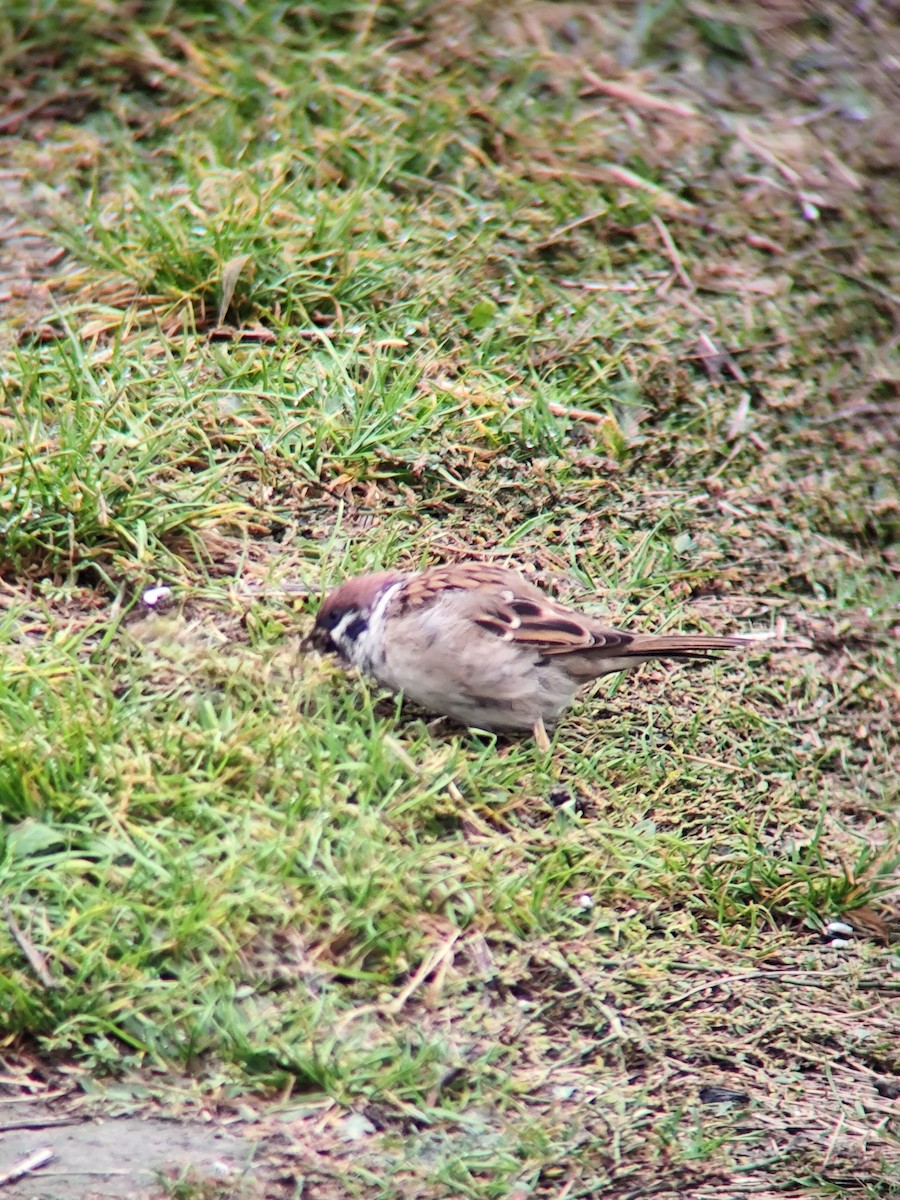 Хээрийн бор шувуу - ML643076239