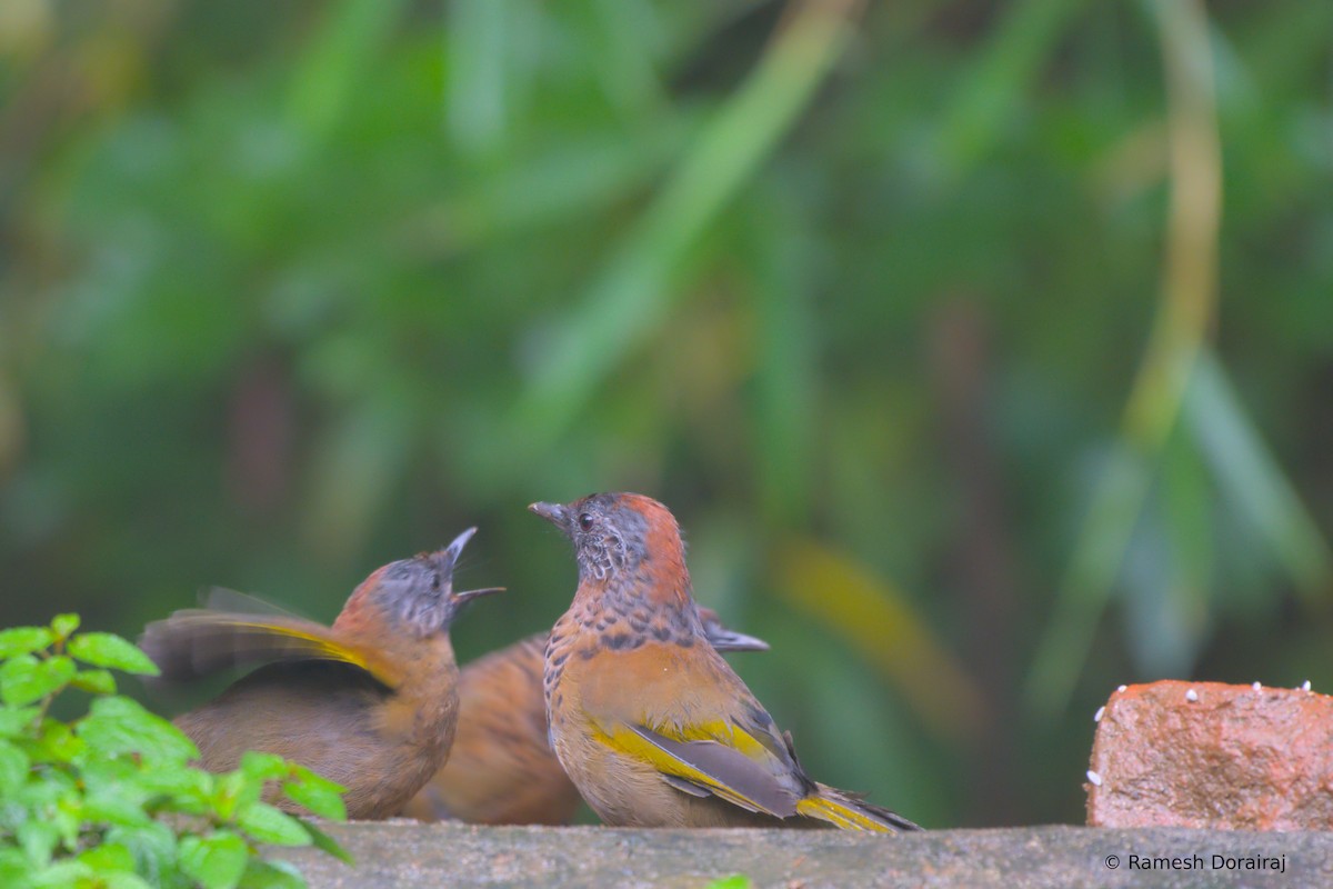 Chestnut-crowned Laughingthrush - ML643076240