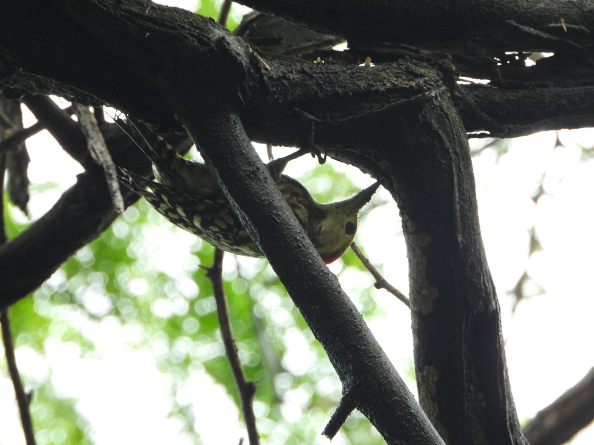 Yellow-crowned Woodpecker - ML643076241