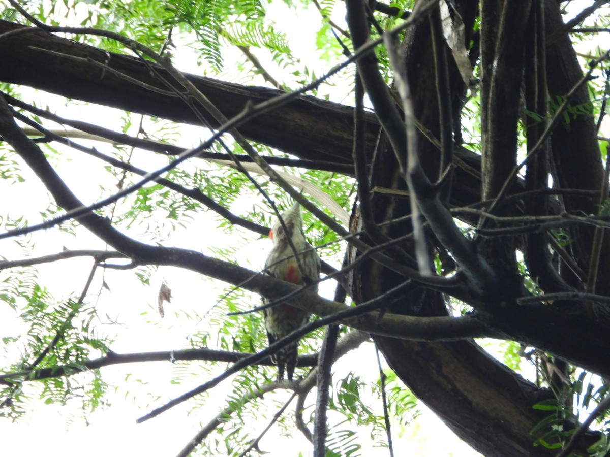 Yellow-crowned Woodpecker - ML643076242
