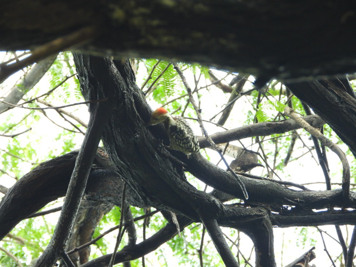 Yellow-crowned Woodpecker - ML643076243