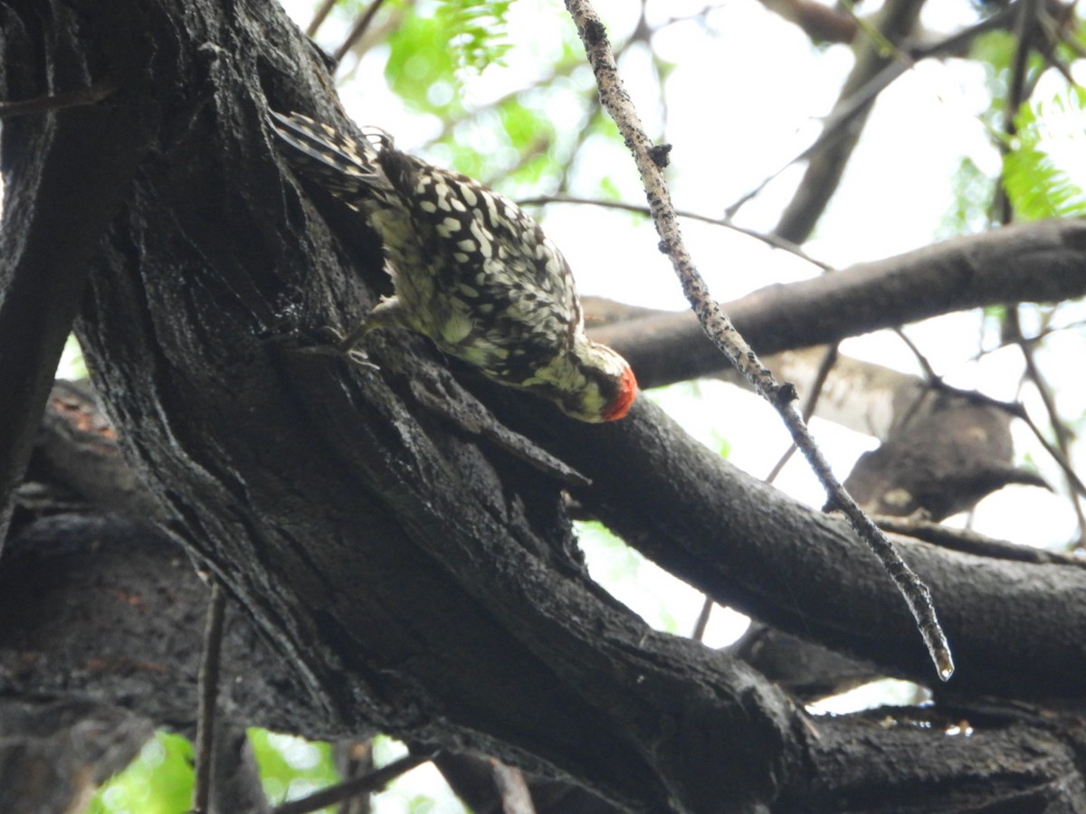 Yellow-crowned Woodpecker - ML643076244