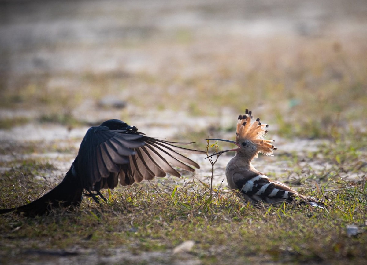 Eurasian Hoopoe - ML643076247