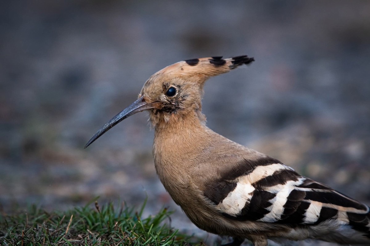 Eurasian Hoopoe - ML643076248