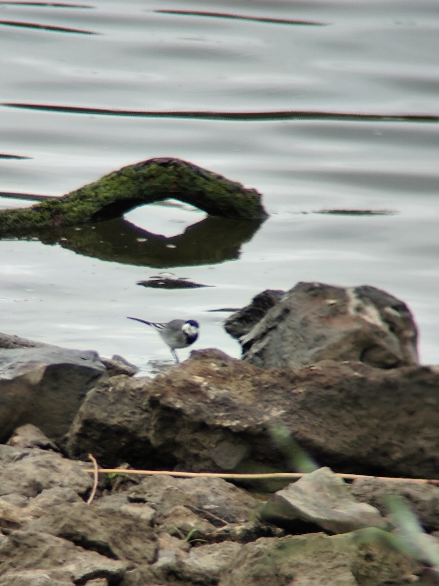 White Wagtail (White-faced) - ML643076249