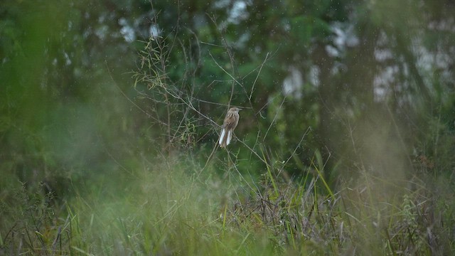 Striated Grassbird - ML643076256