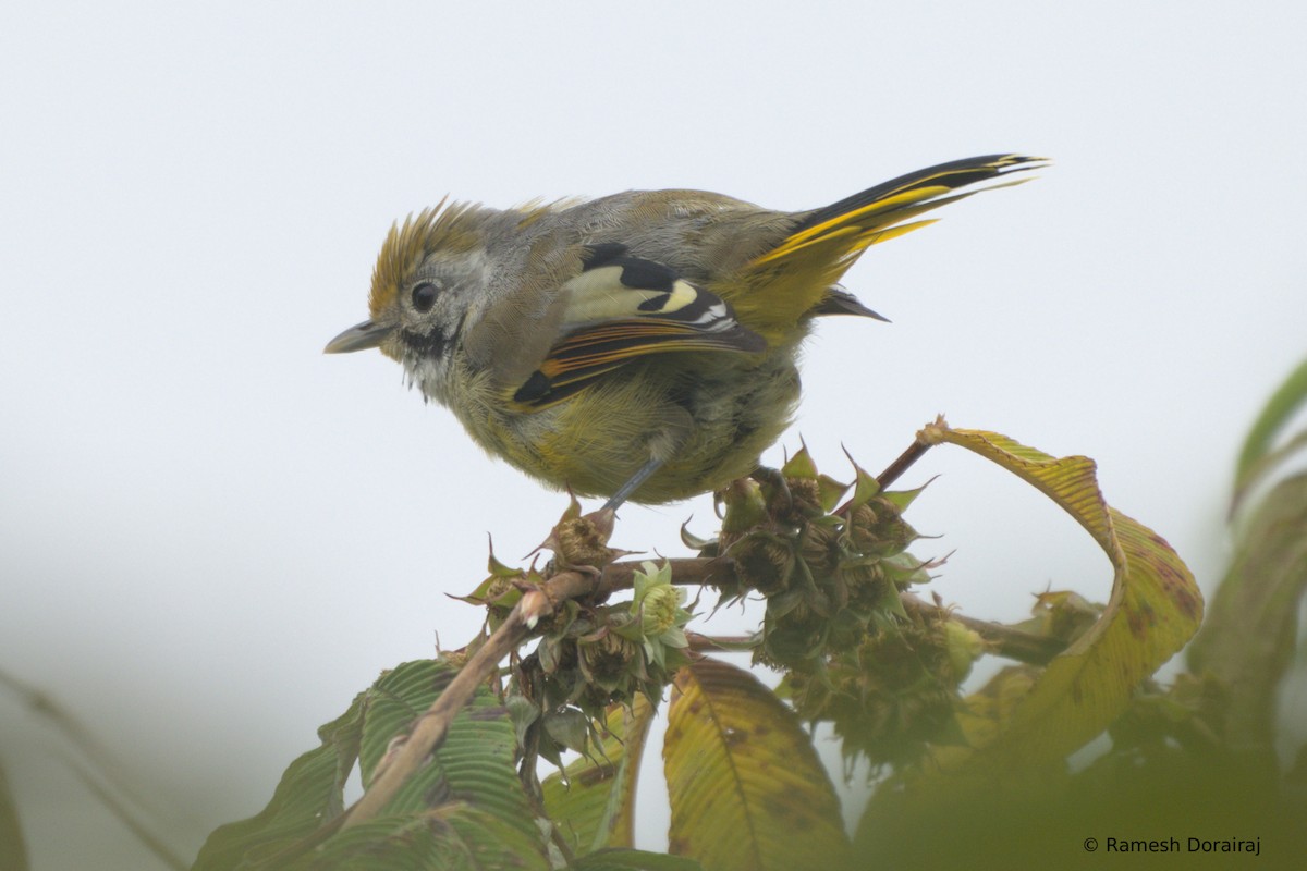Chestnut-tailed Minla - ML643076258