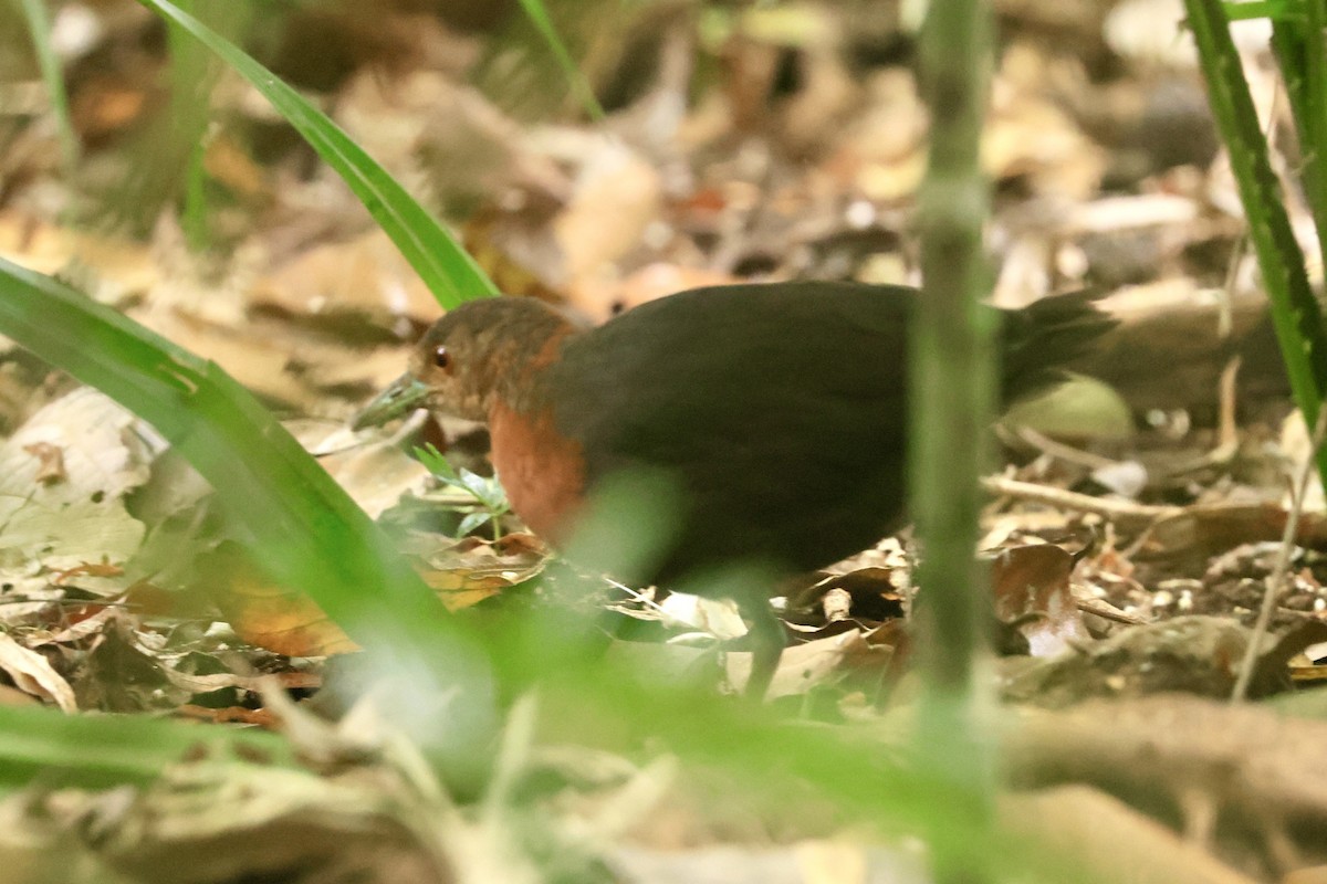 Red-necked Crake - ML643076281