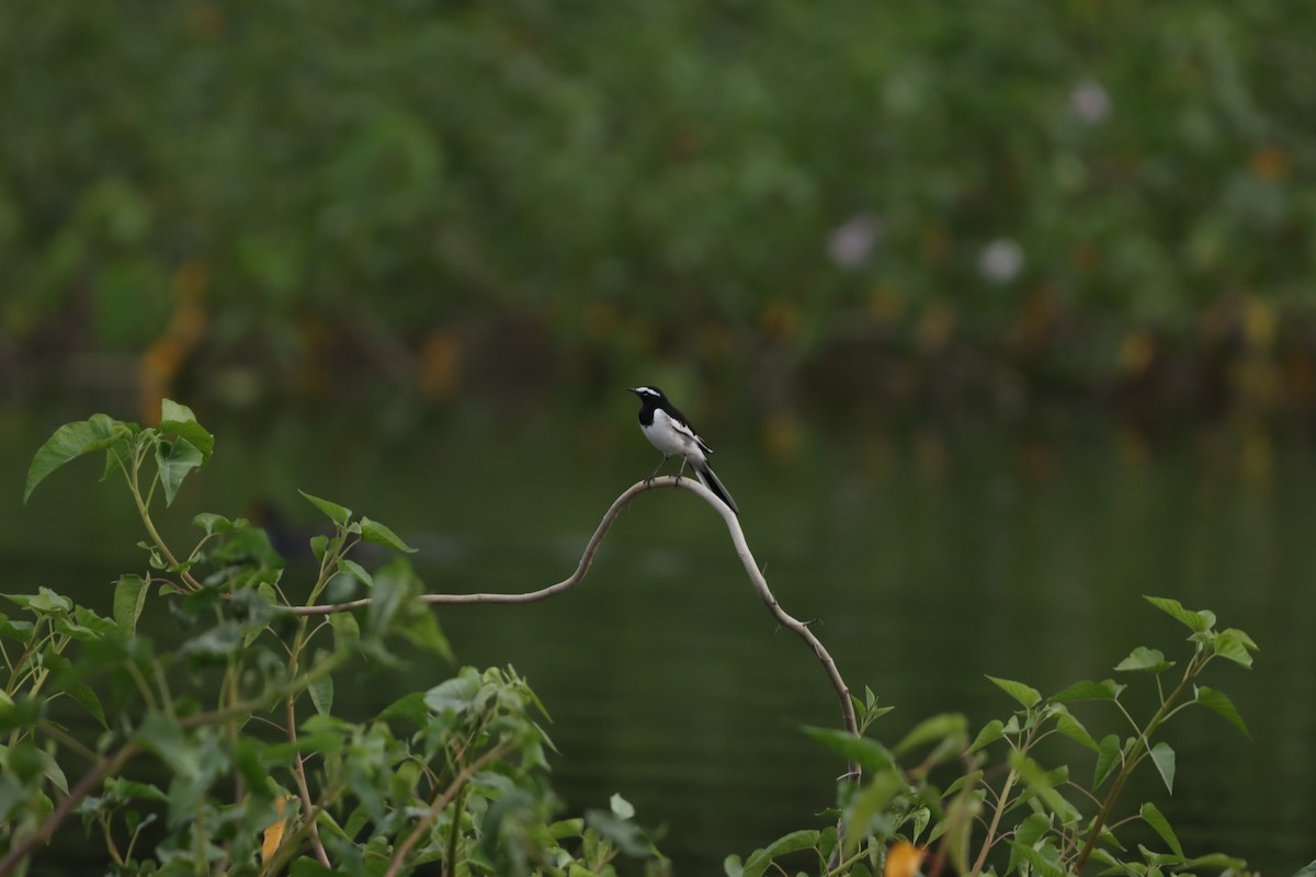 Плиска білоброва - ML643076297