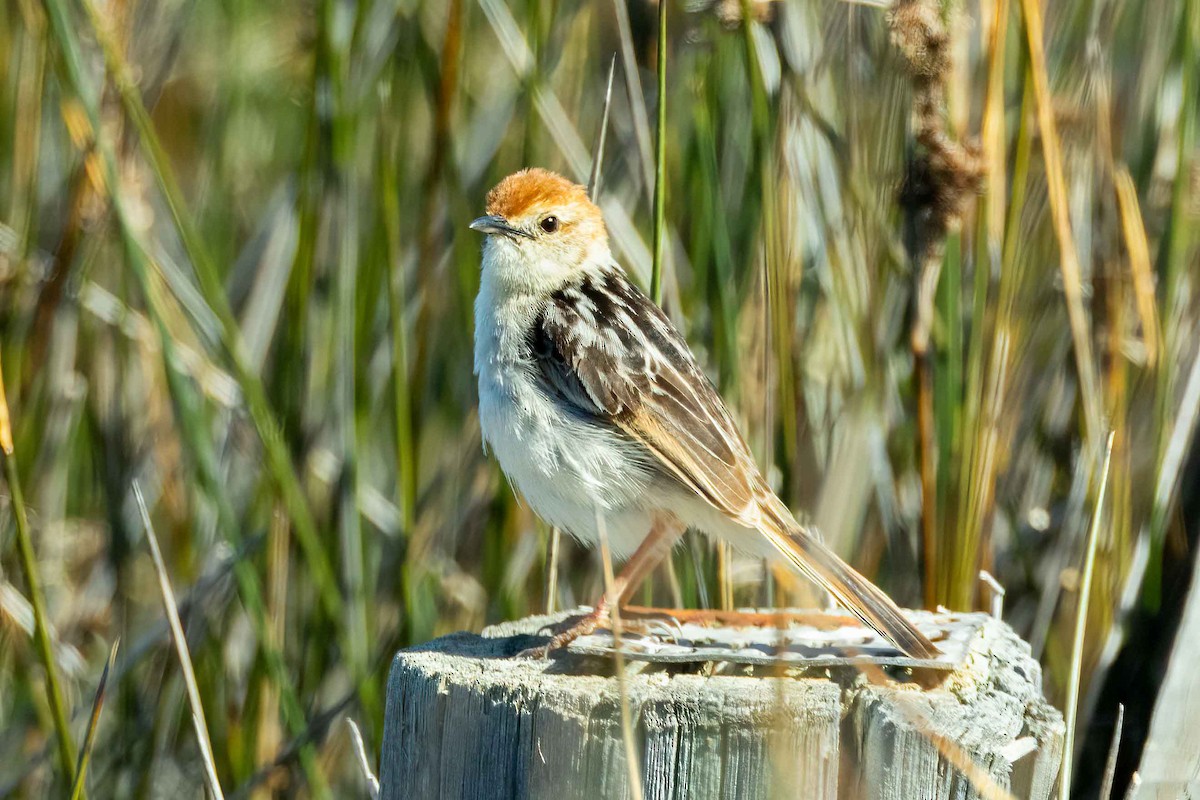 Levaillant's Cisticola - ML643076301