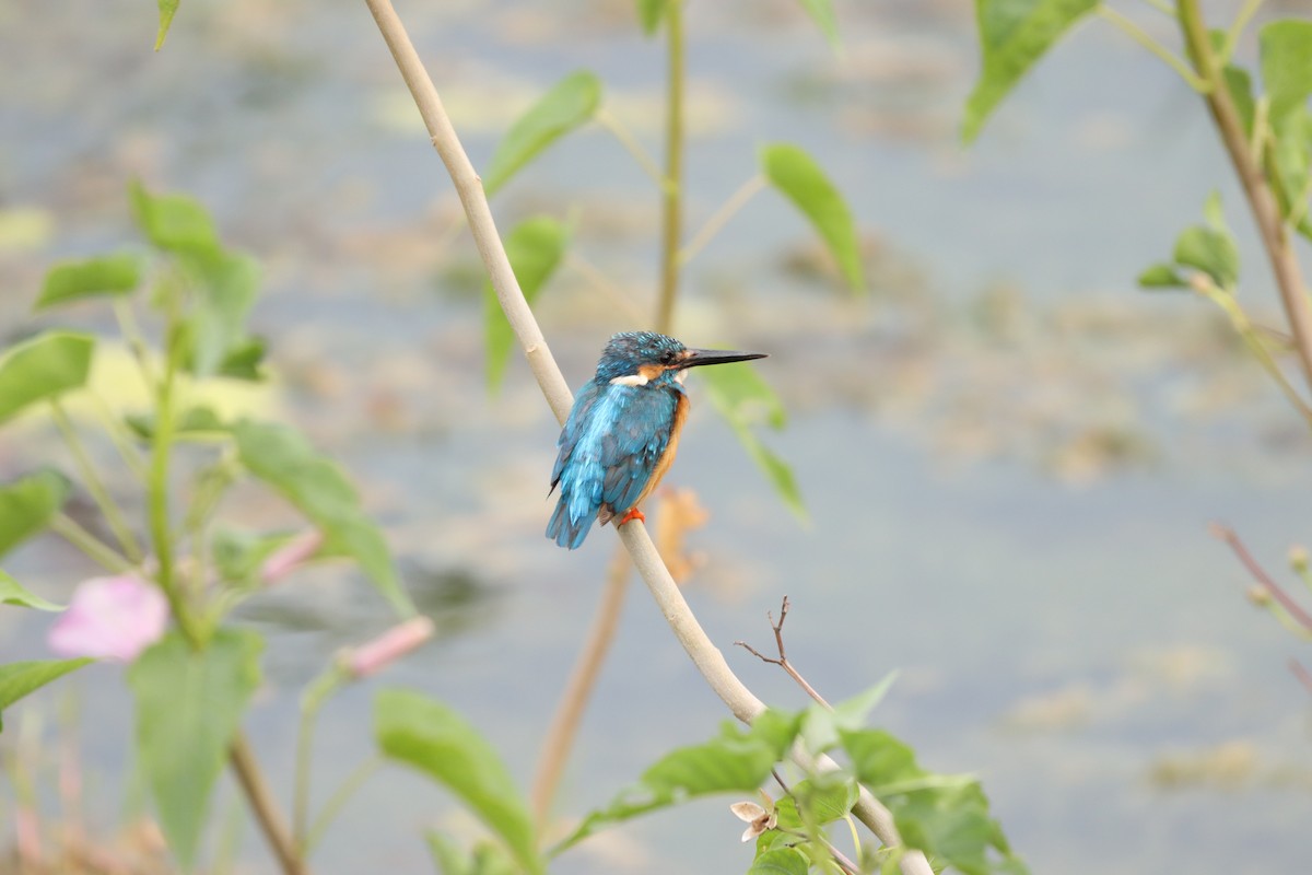 Рибалочка блакитний - ML643076314