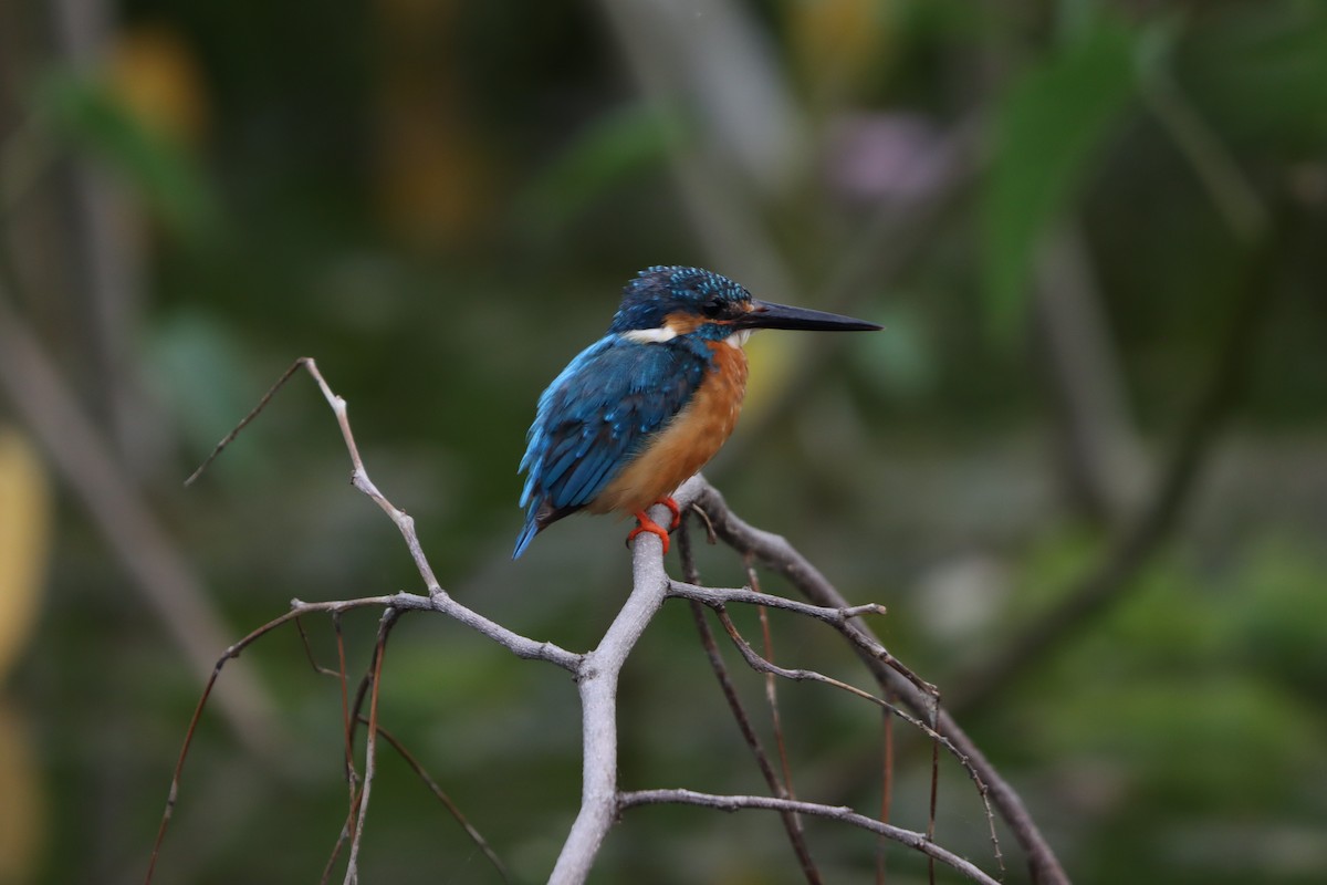 Рибалочка блакитний - ML643076318