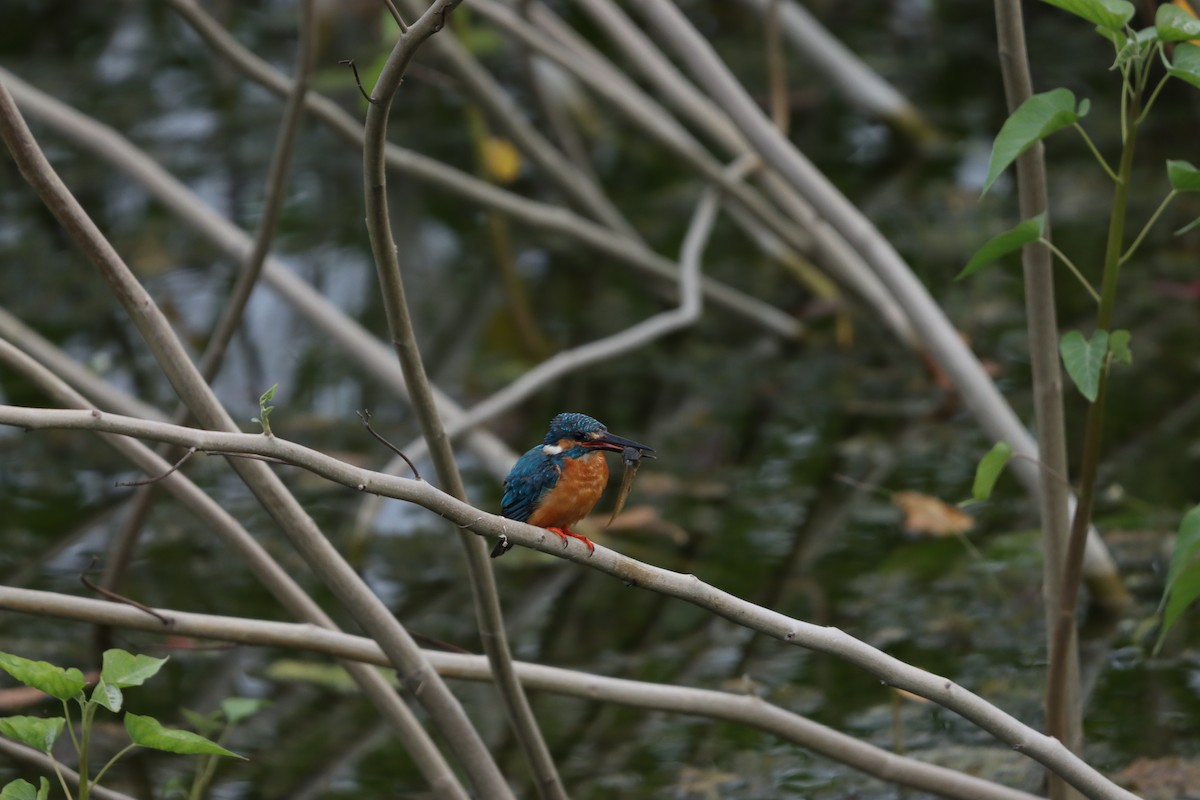 Рибалочка блакитний - ML643076320