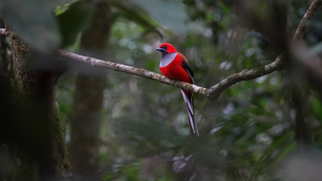Whitehead's Trogon - ML643076355
