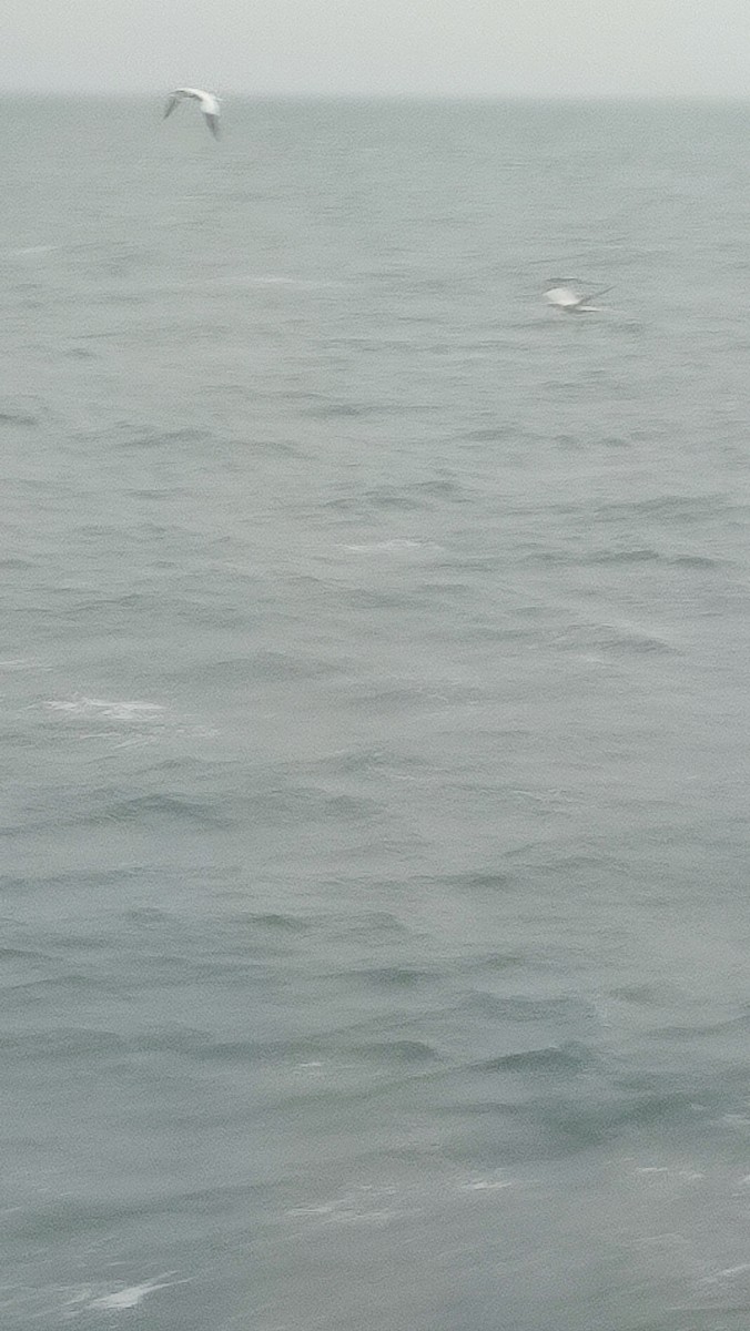 Northern Gannet - ML643076356