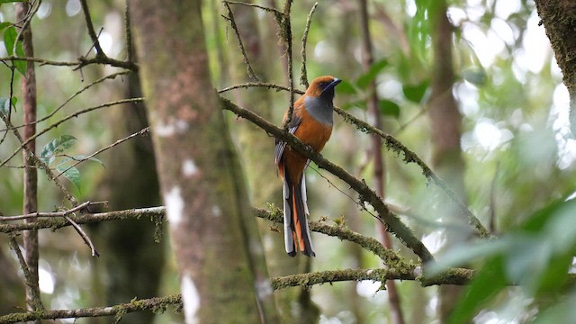 Whitehead's Trogon - ML643076357