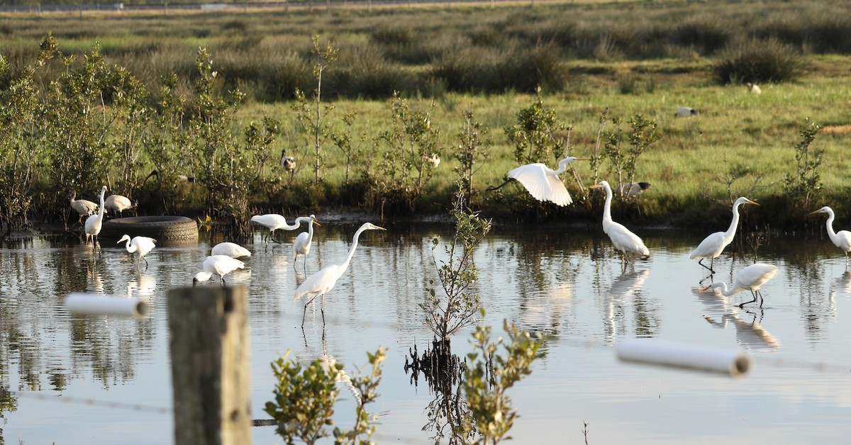 Great Egret - ML643076361