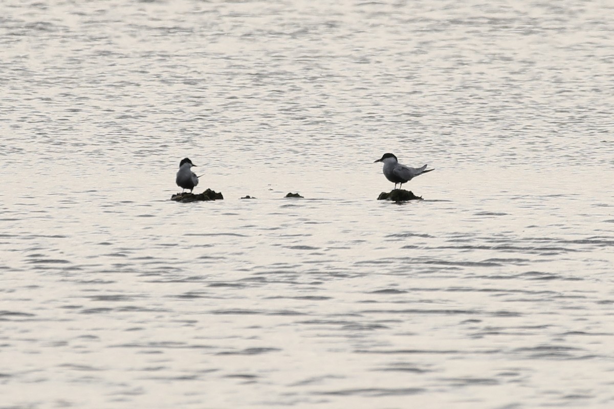 Whiskered Tern - ML643076365