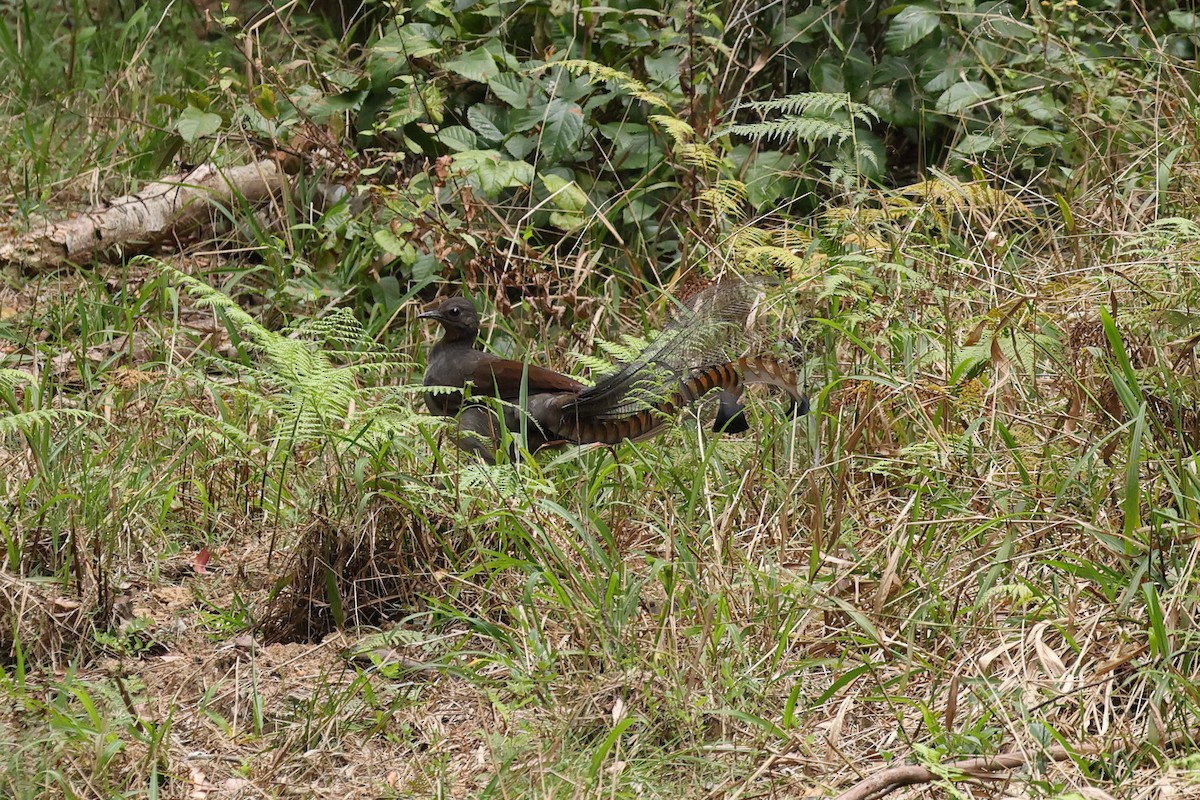 Superb Lyrebird - ML643076368