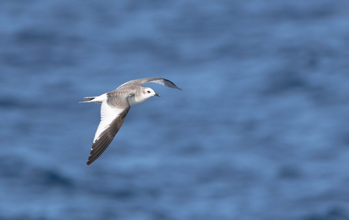 Sabine's Gull - ML643076369