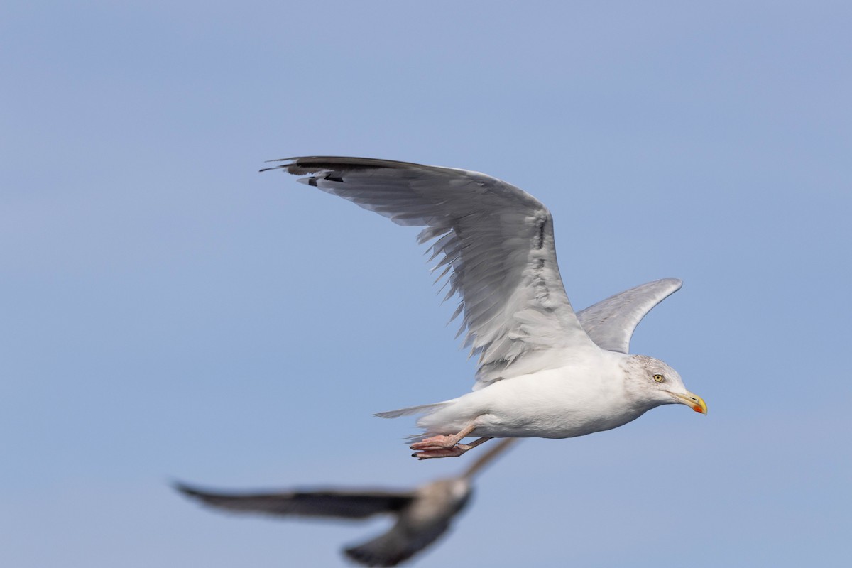European Herring Gull - ML643076372