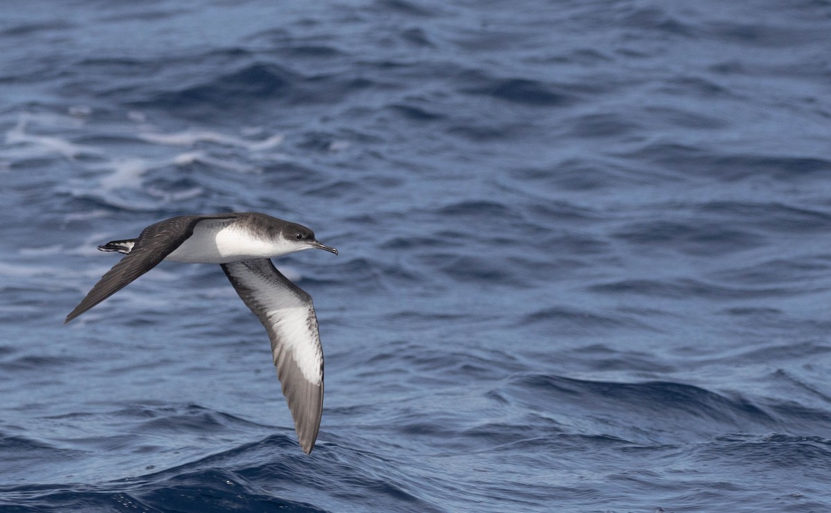 Manx Shearwater - ML643076374