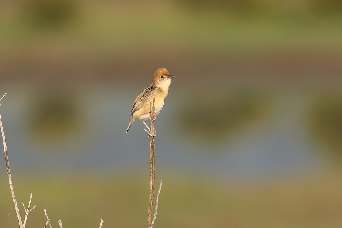 Golden-headed Cisticola - ML643076381