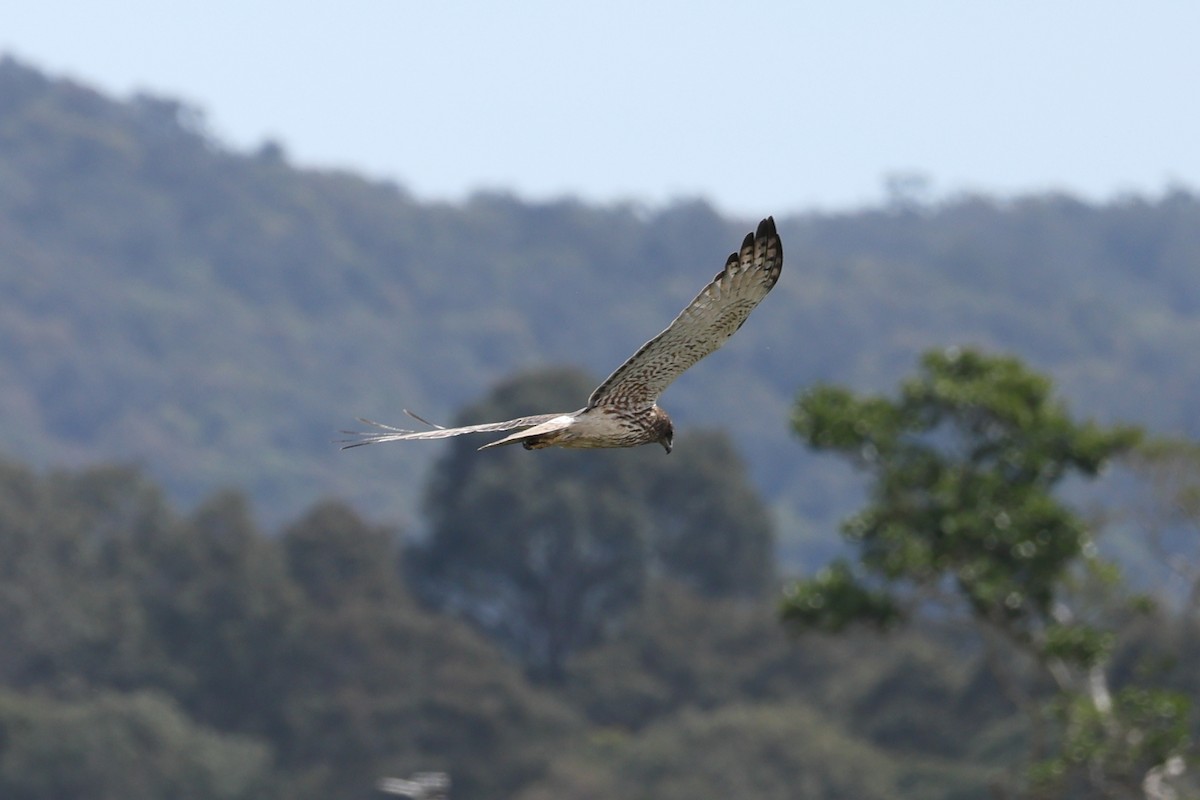 Swamp Harrier - ML643076394