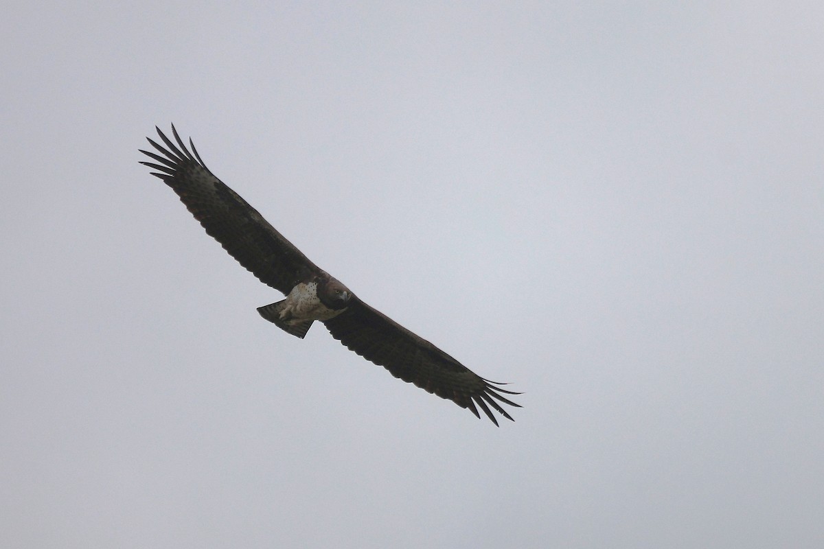 Martial Eagle - ML643076412