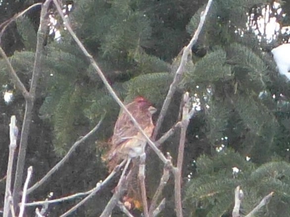 Purple Finch - ML643076431