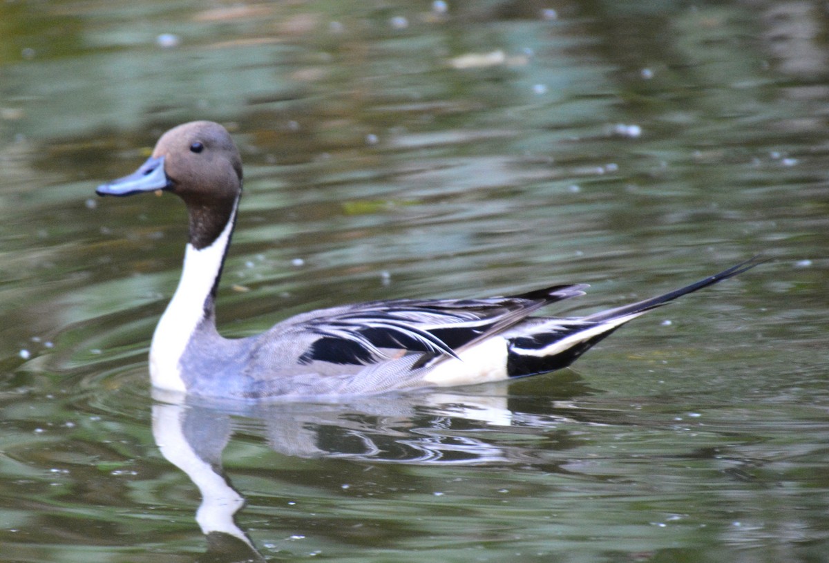 Northern Pintail - ML643076460