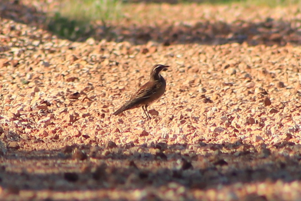 Chestnut Quail-thrush - ML643076463