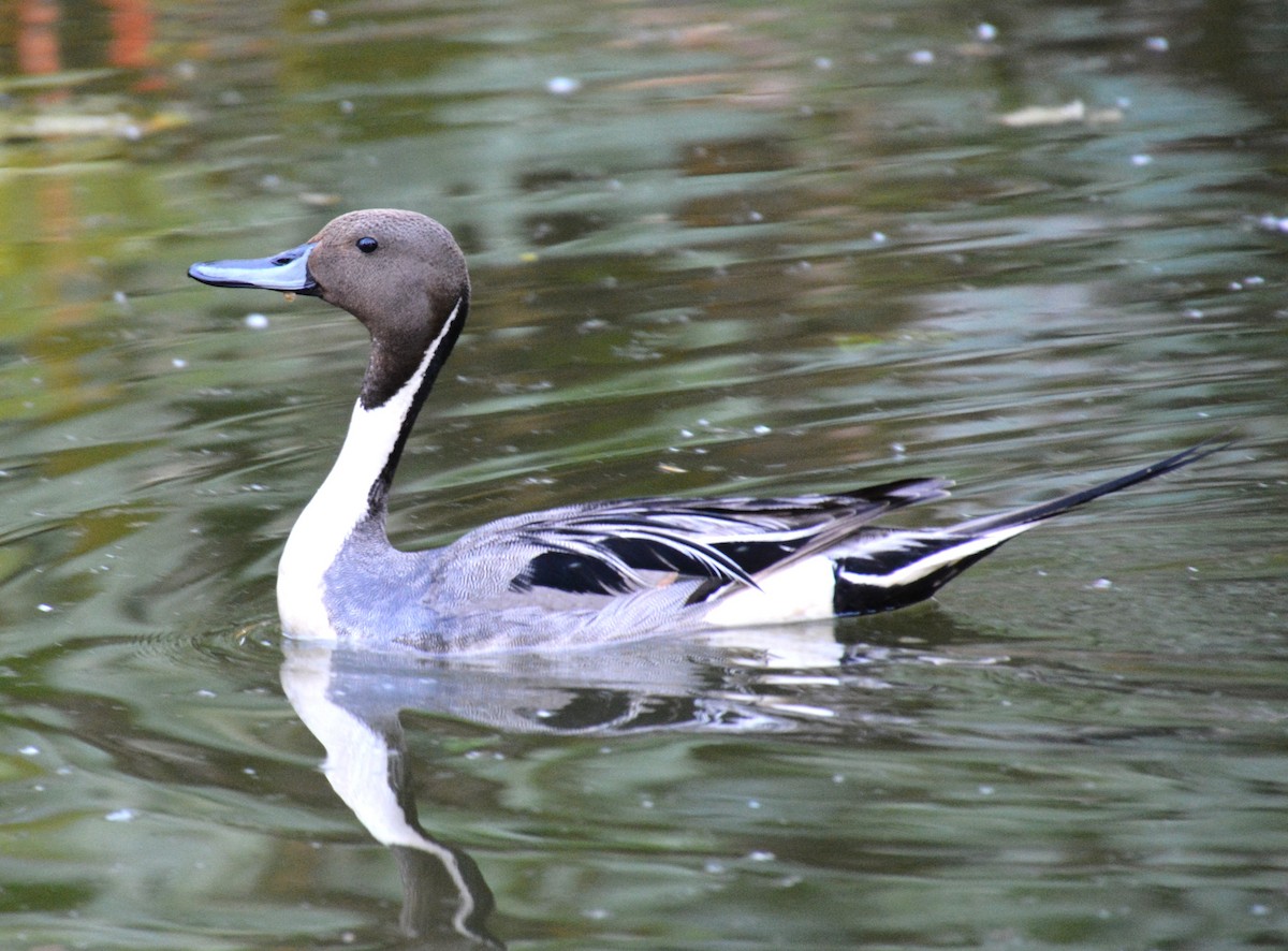 Northern Pintail - ML643076473