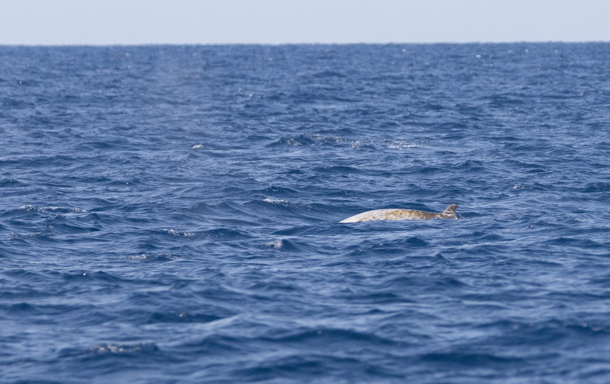 Cuvier's Beaked Whale - ML643076513