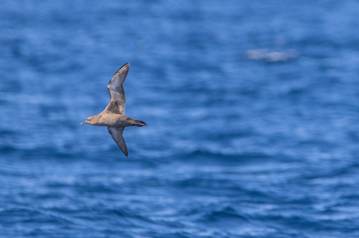 Sooty Shearwater - ML643076514