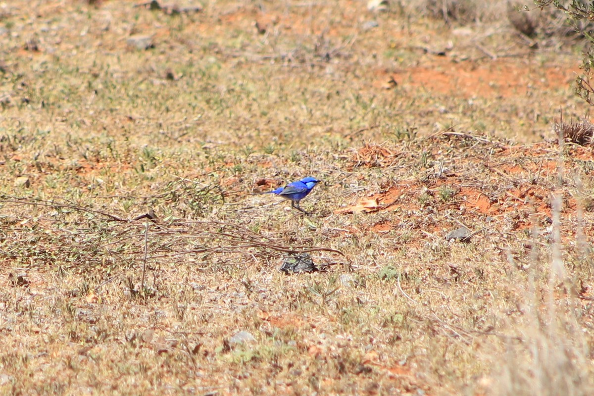 Splendid Fairywren - ML643076522