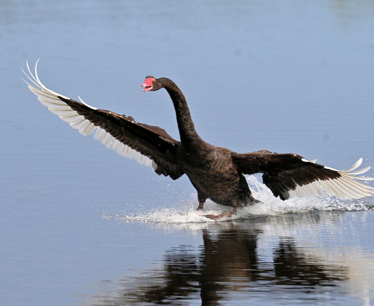 Black Swan - ML643076524