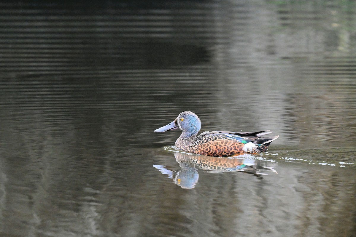 Australasian Shoveler - ML643076525