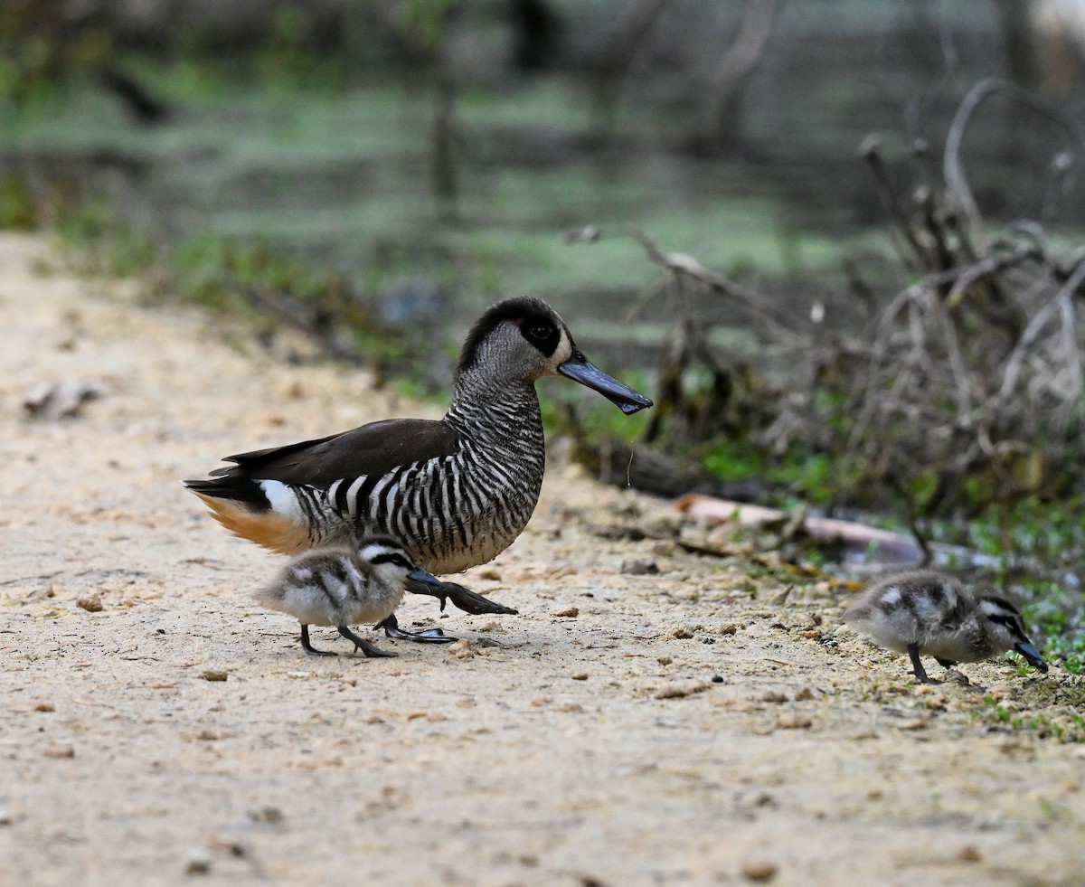 Pink-eared Duck - ML643076526